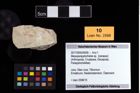 Foto (Objekt + Etikett) von Mesoparapylocheles sp.  (NHMW-GEO-2017-0093-0006)